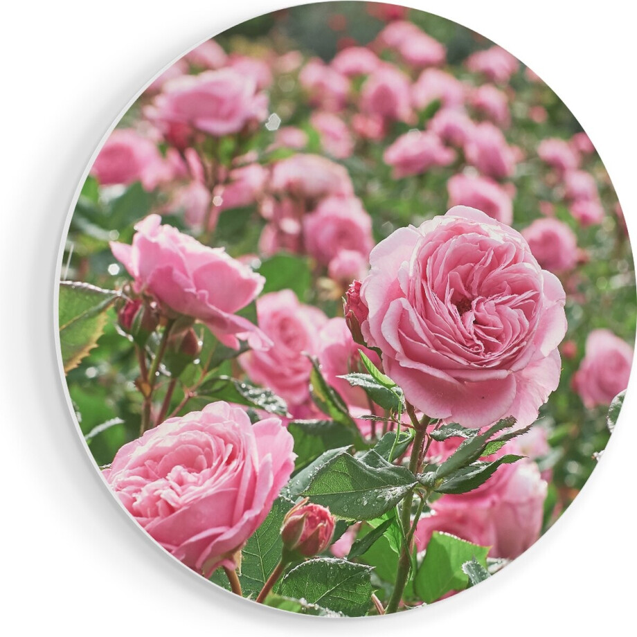 Artaza Forex Muurcirkel Roze Rozen Bloemenveld - 70x70 cm - Wandcirkel - Rond Schilderij - Wanddecoratie Cirkel - Muurdecoratie afbeelding 1