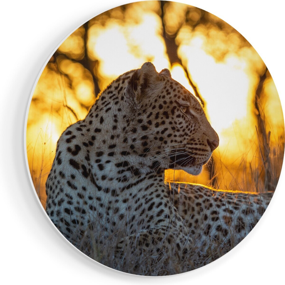 Artaza Forex Muurcirkel Luipaard Tijdens De Zonsondergang - 70x70 cm - Wandcirkel - Rond Schilderij - Wanddecoratie Cirkel - Muurdecoratie Artaza Forex Muurcirkel Luipaard Tijdens De Zonsondergang - 70x70 cm - Wandcirkel - Rond Schilderij - Wanddecoratie Cirkel - Muurdecoratie afbeelding 1