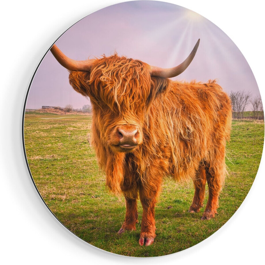 Artaza Dibond Muurcirkel Bruine Schotse Hooglander Koe - Kleur - Ø 60 cm - Wandcirkel - Rond Schilderij - Voor Binnen en Buiten afbeelding 1