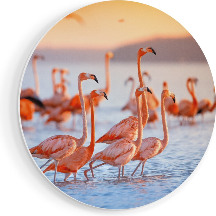 Artaza Forex Muurcirkel Kudde Flamingo's in het Water - 40x40 cm - Klein - Wandcirkel - Rond Schilderij - Wanddecoratie Cirkel afbeelding 1