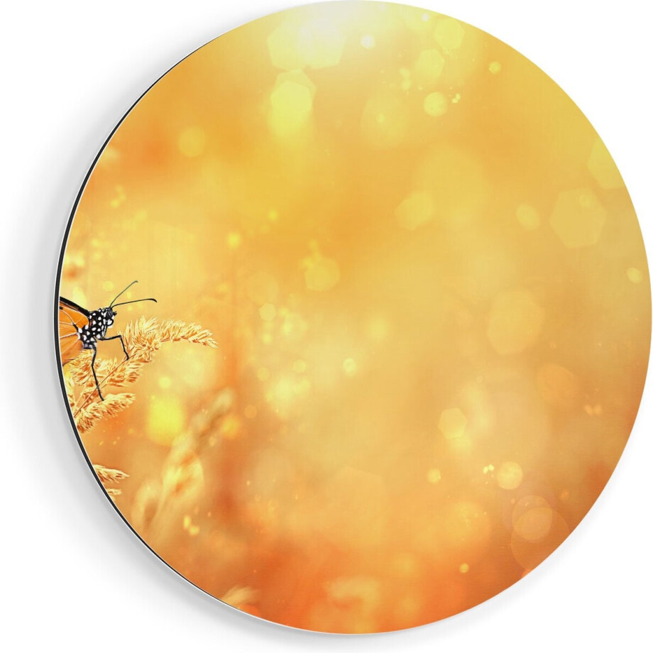 Artaza Dibond Muurcirkel Oranje Vlinder In Het Oranje Veld - Ø 40 cm - Klein - Wandcirkel - Rond Schilderij - Voor Binnen en Buiten Artaza Dibond Muurcirkel Oranje Vlinder In Het Oranje Veld - Ø 40 cm - Klein - Wandcirkel - Rond Schilderij - Voor Binnen en Buiten afbeelding 1