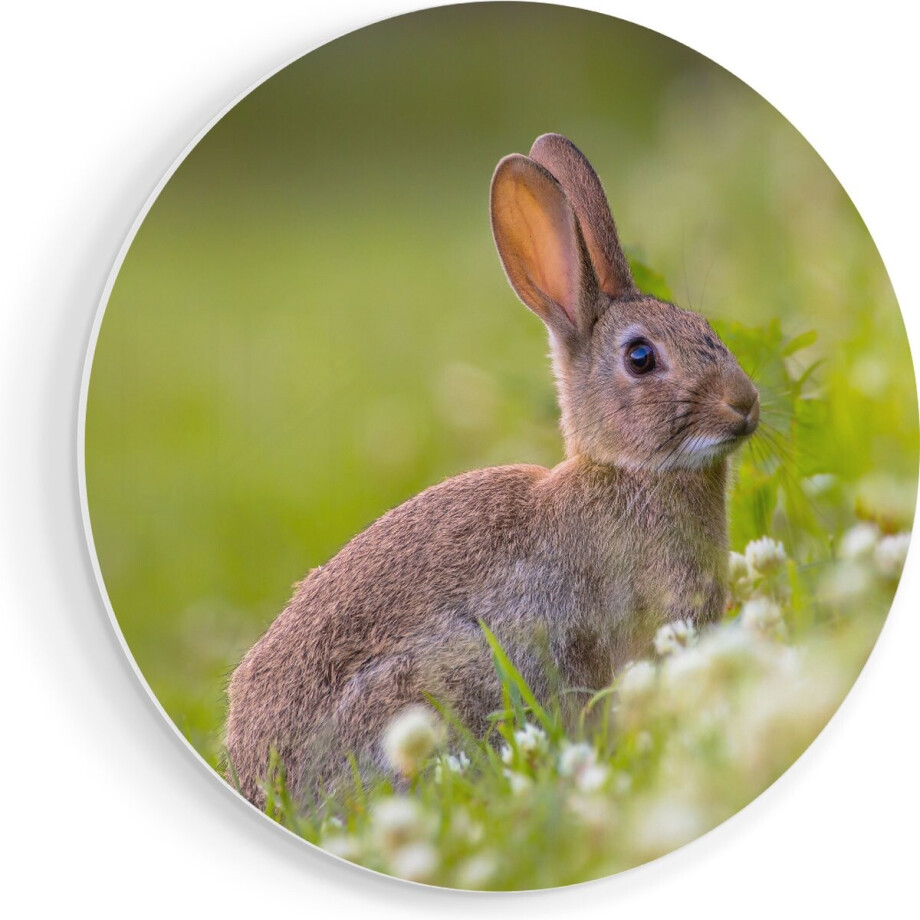 Artaza Forex Muurcirkel Konijn Tussen De Witte Bloemen - 40x40 cm - Klein - Wandcirkel - Rond Schilderij - Wanddecoratie Cirkel afbeelding 1
