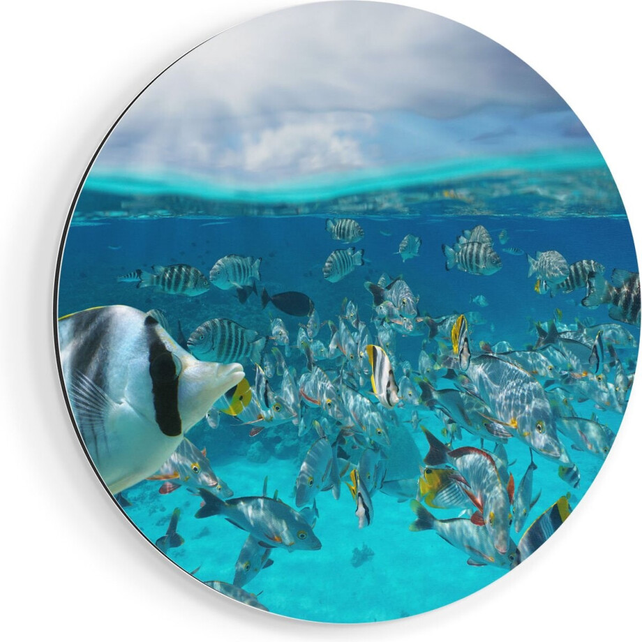 Artaza Dibond Muurcirkel Zwerm Gele Vissen in het Water - Ø 70 cm - Wandcirkel - Rond Schilderij - Voor Binnen en Buiten Artaza Dibond Muurcirkel Zwerm Gele Vissen in het Water - Ø 70 cm - Wandcirkel - Rond Schilderij - Voor Binnen en Buiten afbeelding 1