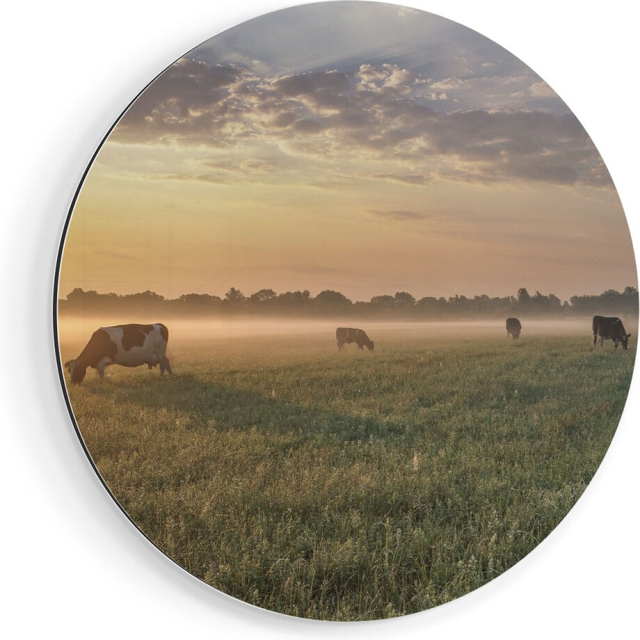 Artaza Dibond Muurcirkel Koeien In De Wei Tijdens Zonsopkomst  - Ø 90 cm - Groot - Wandcirkel - Rond Schilderij - Voor Binnen en Buiten afbeelding 1