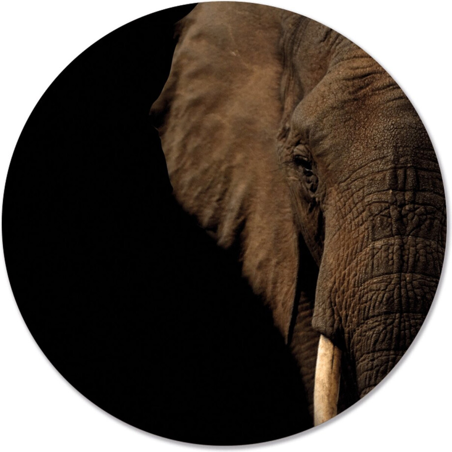 Label2X - Schilderij - Olifant Hoofd Ø - Multicolor - 140 X 140 Cm afbeelding 1