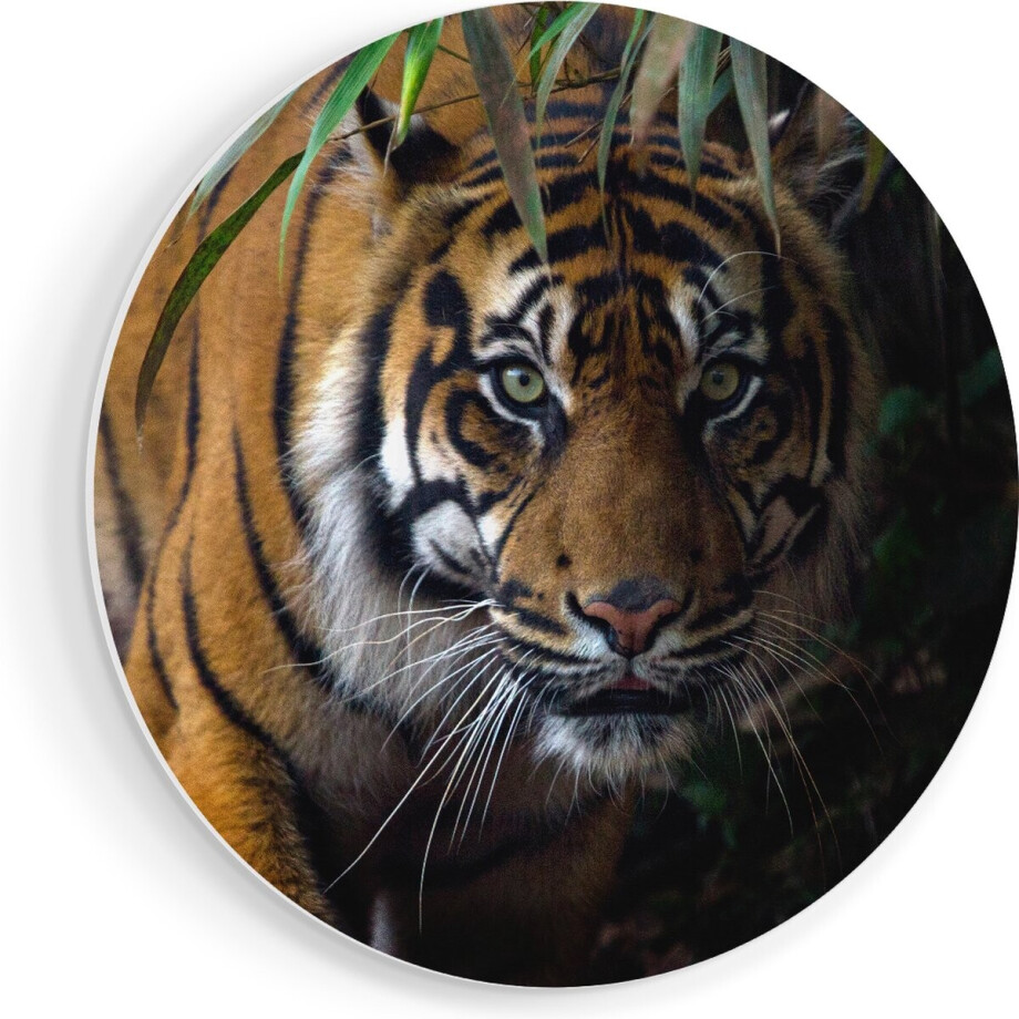 Artaza Forex Muurcirkel Tijger In De Jungle - 80x80 cm - Groot - Wandcirkel - Rond Schilderij - Wanddecoratie Cirkel Artaza Forex Muurcirkel Tijger In De Jungle - 80x80 cm - Groot - Wandcirkel - Rond Schilderij - Wanddecoratie Cirkel afbeelding 1