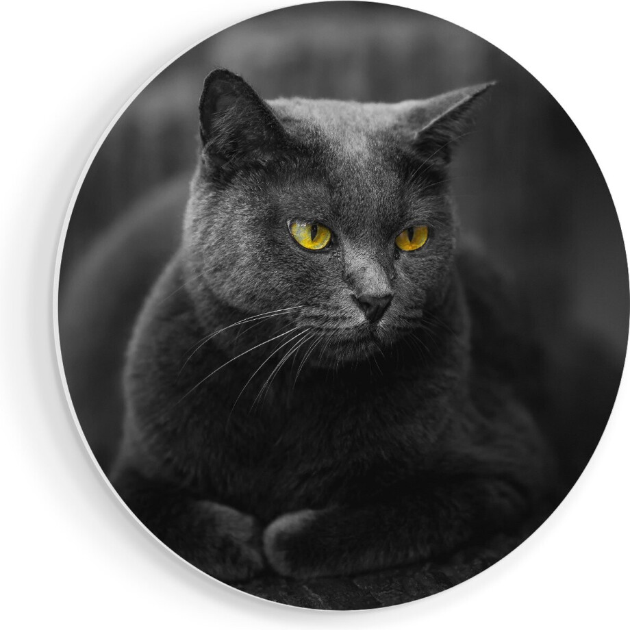 Artaza Forex Muurcirkel Zwarte Kat Met Gele Ogen - 70x70 cm - Wandcirkel - Rond Schilderij - Wanddecoratie Cirkel - Muurdecoratie Artaza Forex Muurcirkel Zwarte Kat Met Gele Ogen - 70x70 cm - Wandcirkel - Rond Schilderij - Wanddecoratie Cirkel - Muurdecoratie afbeelding 1