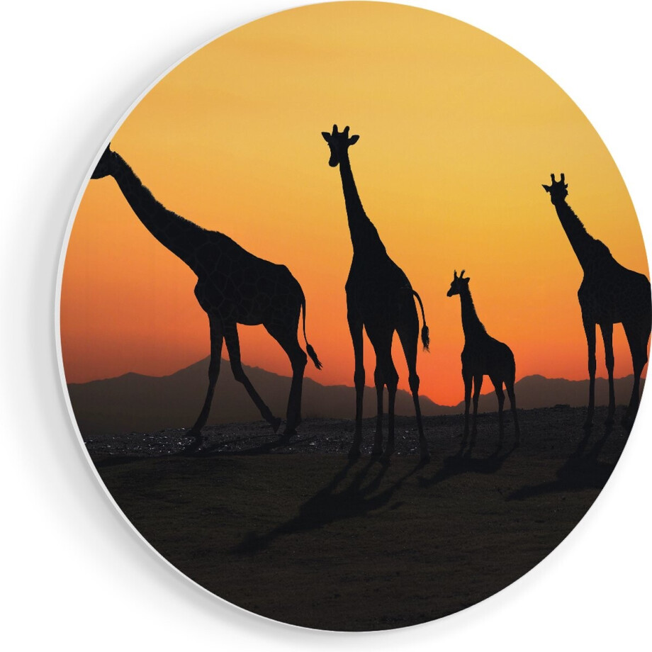 Artaza Forex Muurcirkel Vier Giraffe Silhouetten Bij Zonsondergang - 80x80 cm - Groot - Wandcirkel - Rond Schilderij - Wanddecoratie Cirkel afbeelding 1