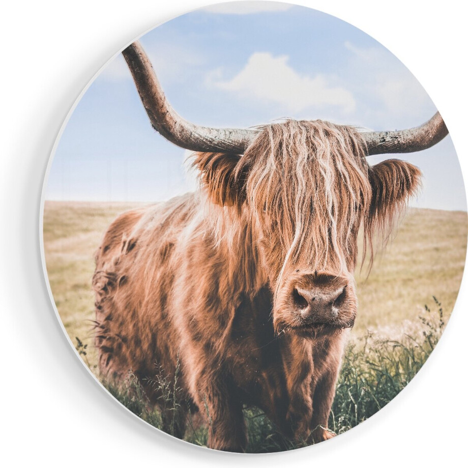 Artaza Forex Muurcirkel Schotse Hooglander Koe In De Wei - 40x40 cm - Klein - Wandcirkel - Rond Schilderij - Wanddecoratie Cirkel afbeelding 1