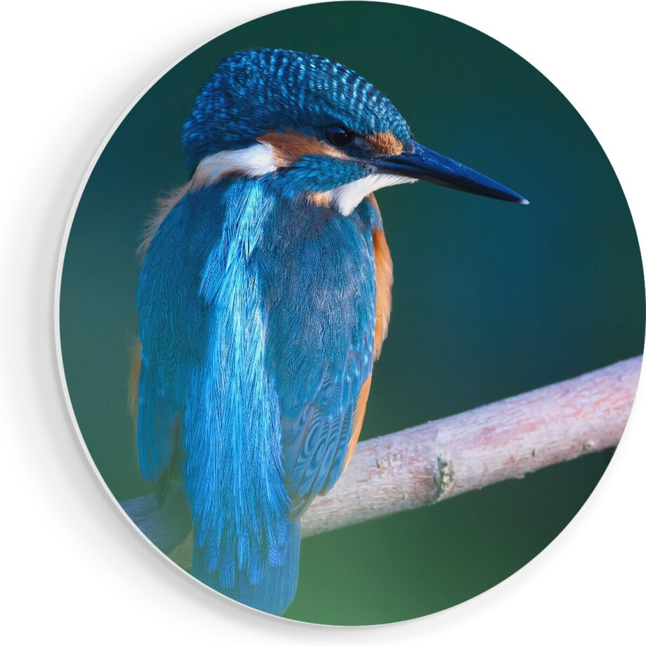 Artaza Forex Muurcirkel Blauwe IJsvogel Op Een Tak - 50x50 cm - Klein - Wandcirkel - Rond Schilderij - Muurdecoratie Cirkel Artaza Forex Muurcirkel Blauwe IJsvogel Op Een Tak - 50x50 cm - Klein - Wandcirkel - Rond Schilderij - Muurdecoratie Cirkel afbeelding 1