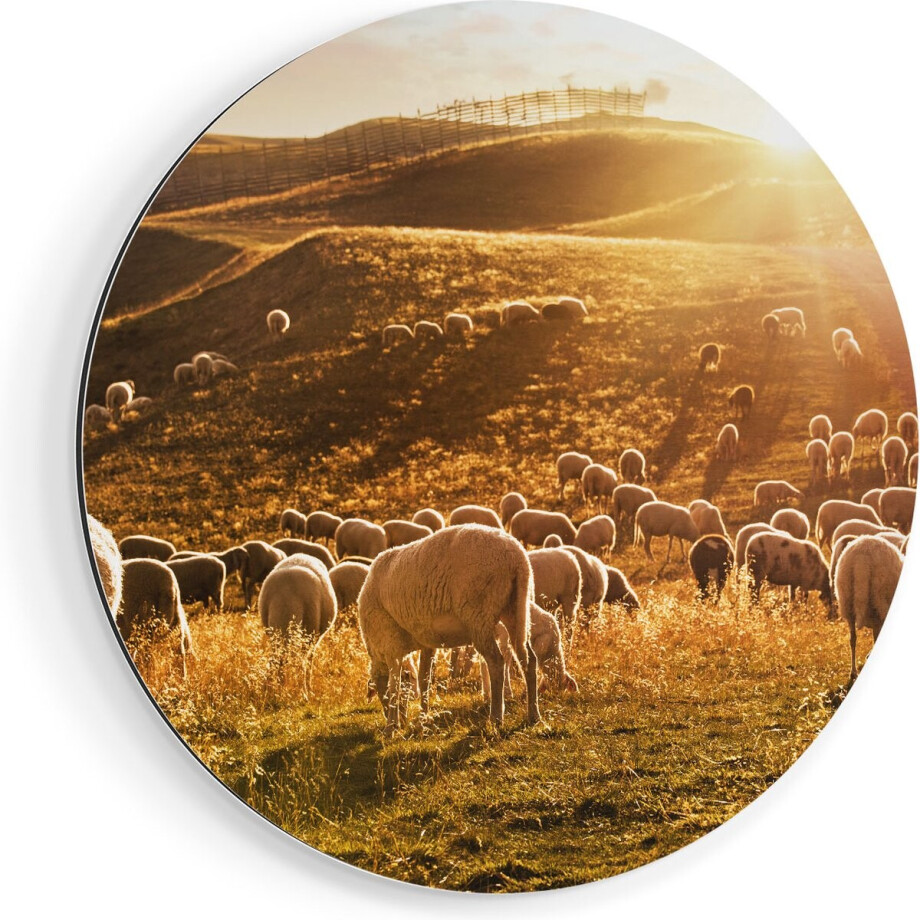 Artaza Dibond Muurcirkel Schapen in de Heuvels bij Zonsondergang - Ø 40 cm - Klein - Wandcirkel - Rond Schilderij - Voor Binnen en Buiten Artaza Dibond Muurcirkel Schapen in de Heuvels bij Zonsondergang - Ø 40 cm - Klein - Wandcirkel - Rond Schilderij - Voor Binnen en Buiten afbeelding 1
