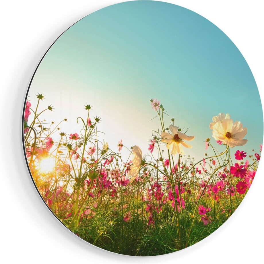 Artaza Dibond Muurcirkel Kosmos Bloemenveld Met Een Opkomende Zon - Ø 90 cm - Groot - Wandcirkel - Rond Schilderij - Voor Binnen en Buiten afbeelding 1