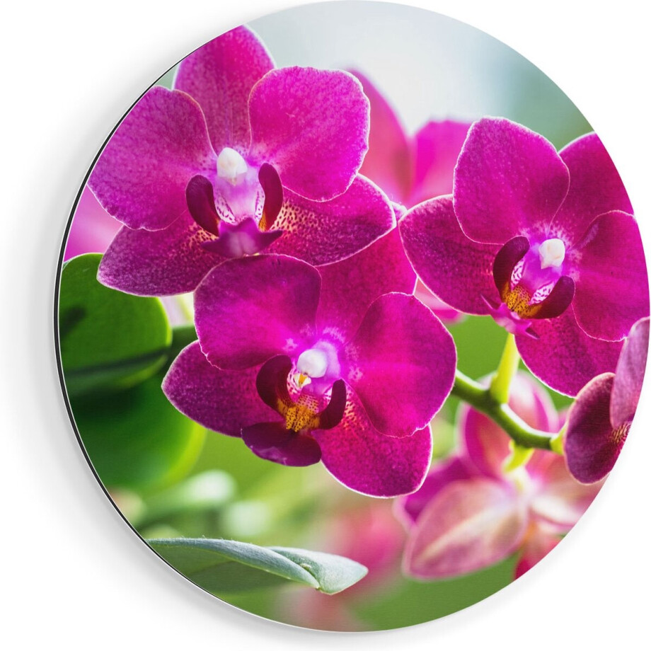 Artaza Dibond Muurcirkel Roze Orchidee Bloemen - Ø 40 cm - Klein - Wandcirkel - Rond Schilderij - Voor Binnen en Buiten afbeelding 1