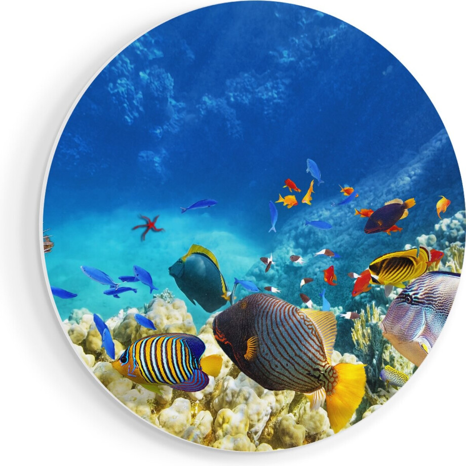 Artaza Forex Muurcirkel Vissen in de Oceaan met Koralen - 90x90 cm - Groot - Wandcirkel - Rond Schilderij - Muurdecoratie Cirkel Artaza Forex Muurcirkel Vissen in de Oceaan met Koralen - 90x90 cm - Groot - Wandcirkel - Rond Schilderij - Muurdecoratie Cirkel afbeelding 1