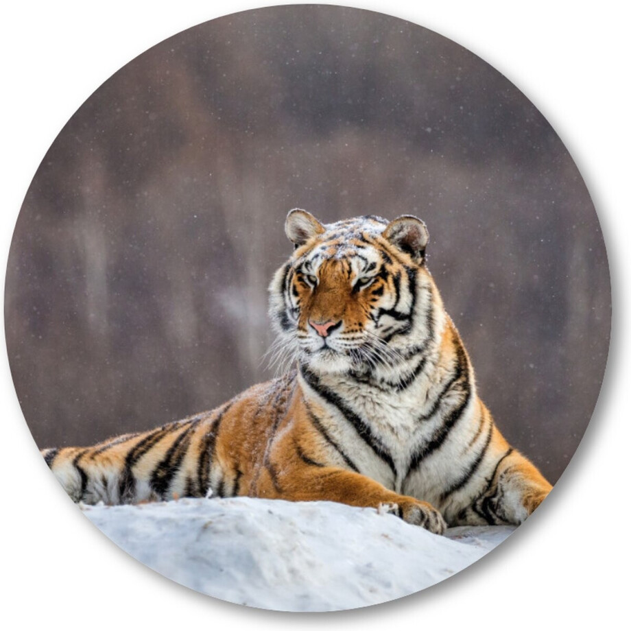 Siberische tijger op een winterse dag - Muurcirkel Forex 80cm | Wandcirkel voor binnen - Besteposter - Dieren Siberische tijger op een winterse dag - Muurcirkel Forex 80cm | Wandcirkel voor binnen - Besteposter - Dieren afbeelding 1