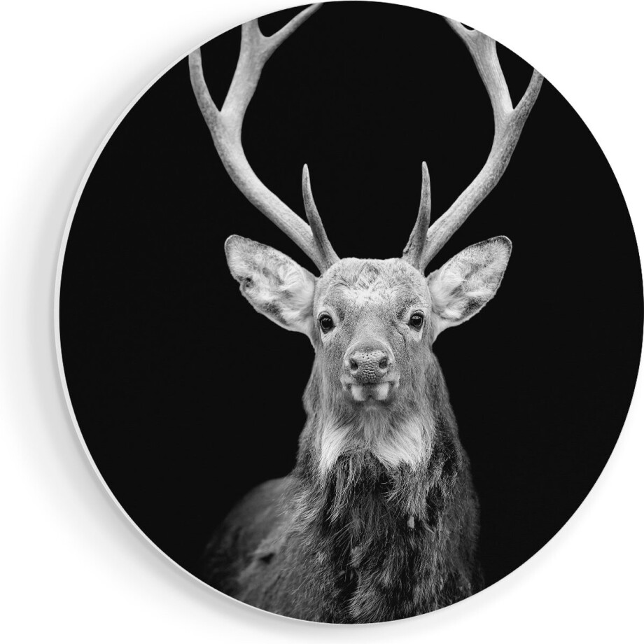 Artaza Forex Muurcirkel Hertenkop - Zwart Wit - 80x80 cm - Groot - Wandcirkel - Rond Schilderij - Wanddecoratie Cirkel Artaza Forex Muurcirkel Hertenkop - Zwart Wit - 80x80 cm - Groot - Wandcirkel - Rond Schilderij - Wanddecoratie Cirkel afbeelding 1