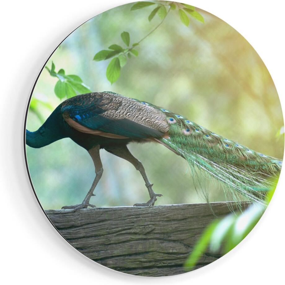 Artaza Dibond Muurcirkel Pauw Loopt Op Een Tak In De Natuur - Ø 70 cm - Wandcirkel - Rond Schilderij - Voor Binnen en Buiten afbeelding 1
