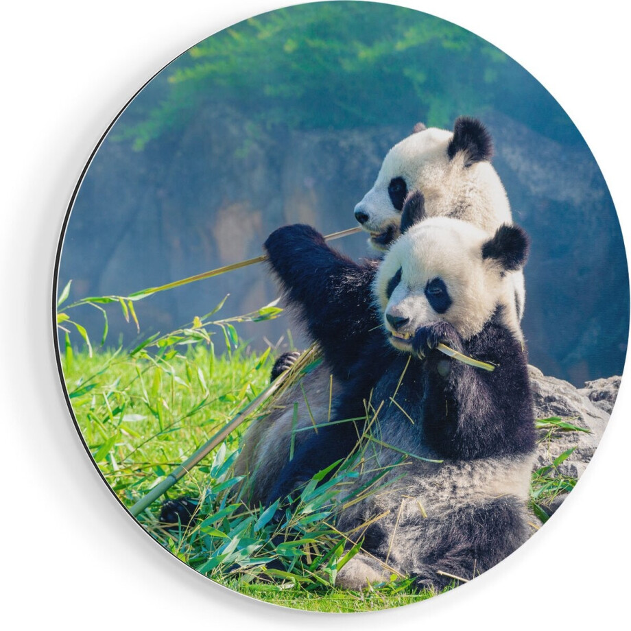 Artaza Dibond Muurcirkel Twee Panda's Eten Bamboe Riet - Ø 60 cm - Wandcirkel - Rond Schilderij - Voor Binnen en Buiten afbeelding 1