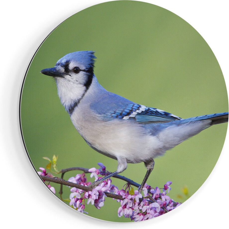 Artaza Dibond Muurcirkel Blauwe Gaai Vogel Op Een Tak - Kleur - Ø 50 cm - Klein - Wandcirkel - Rond Schilderij - Voor Binnen en Buiten afbeelding 1