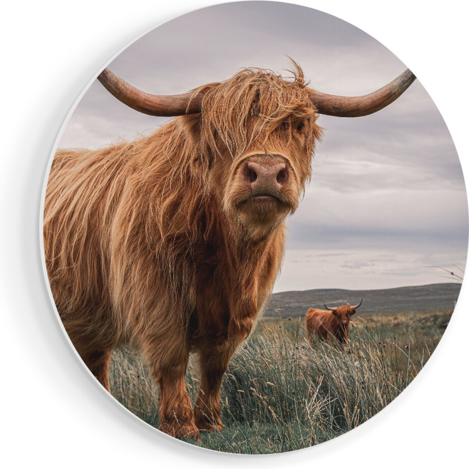 Artaza Forex Muurcirkel Schotse Hooglander Koeien In De Wei - 70x70 cm - Wandcirkel - Rond Schilderij - Wanddecoratie Cirkel - Muurdecoratie afbeelding 1