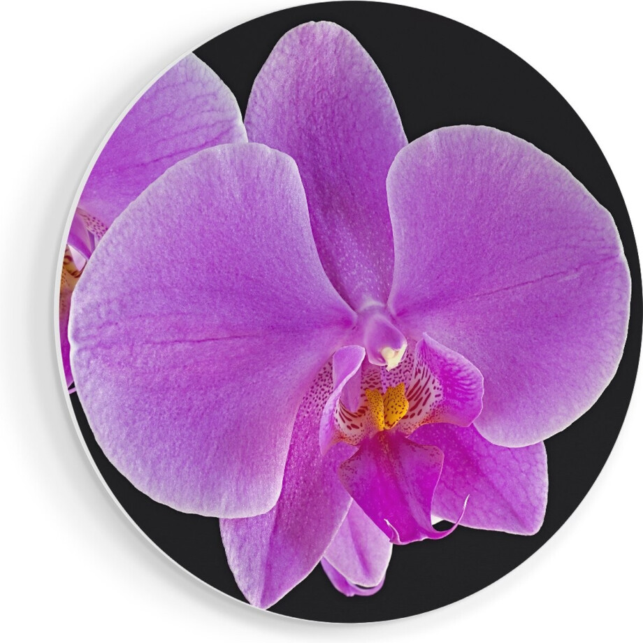 Artaza Forex Muurcirkel Licht Paarse Orchidee - Bloem - 80x80 cm - Groot - Wandcirkel - Rond Schilderij - Wanddecoratie Cirkel afbeelding 1