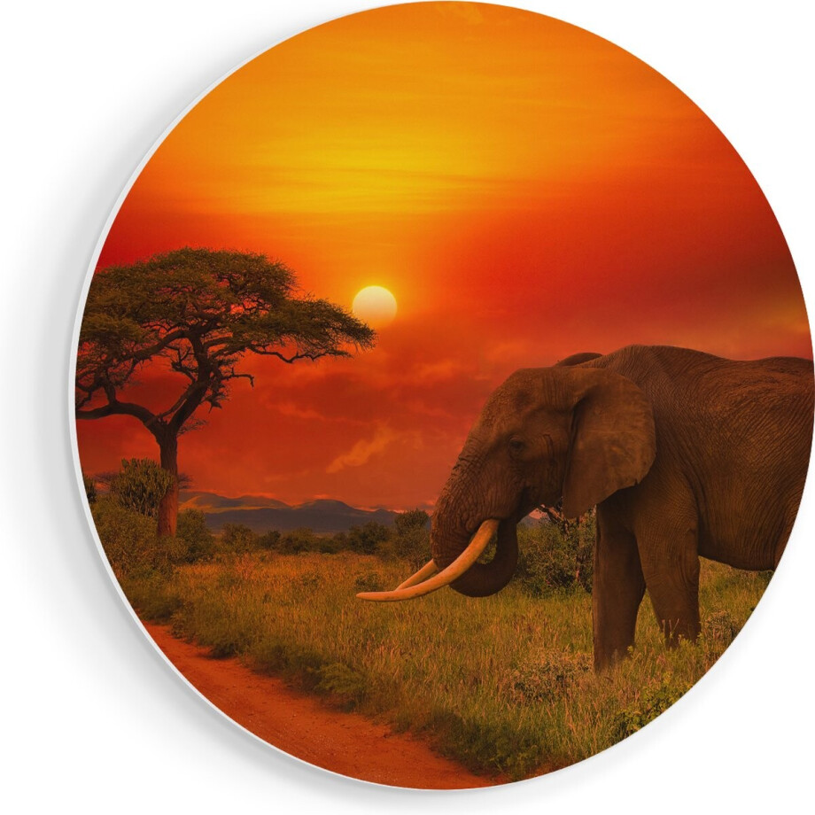 Artaza Forex Muurcirkel Olifant In Het Wild Tijdens Zonsondergang - 80x80 cm - Groot - Wandcirkel - Rond Schilderij - Wanddecoratie Cirkel afbeelding 1