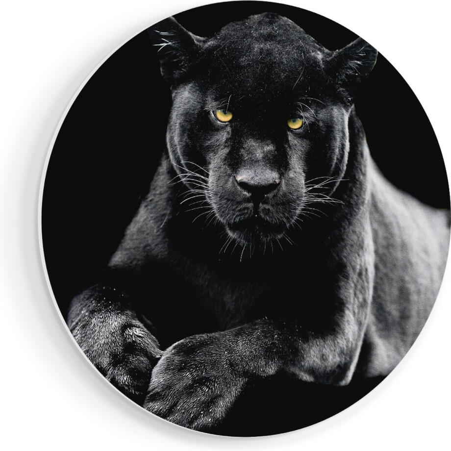 Artaza Forex Muurcirkel Zwarte Panter - 50x50 cm - Klein - Wandcirkel - Rond Schilderij - Muurdecoratie Cirkel afbeelding 1