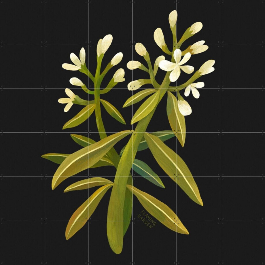 IXXI White Flower, Flaming Garden - 120 x 120 cm - Gratis ophangtool - Grote wanddecoratie en posters - Illustraties, Speels, Digitale Kunst IXXI White Flower, Flaming Garden - 120 x 120 cm - Gratis ophangtool - Grote wanddecoratie en posters - Illustraties, Speels, Digitale Kunst afbeelding 1