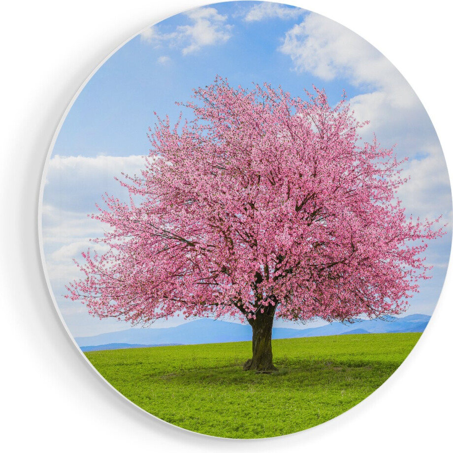 Artaza Forex Muurcirkel Roze Sakura Bloesem Boom In Het Groene Veld - 50x50 cm - Klein - Wandcirkel - Rond Schilderij - Muurdecoratie Cirkel Artaza Forex Muurcirkel Roze Sakura Bloesem Boom In Het Groene Veld - 50x50 cm - Klein - Wandcirkel - Rond Schilderij - Muurdecoratie Cirkel afbeelding 1