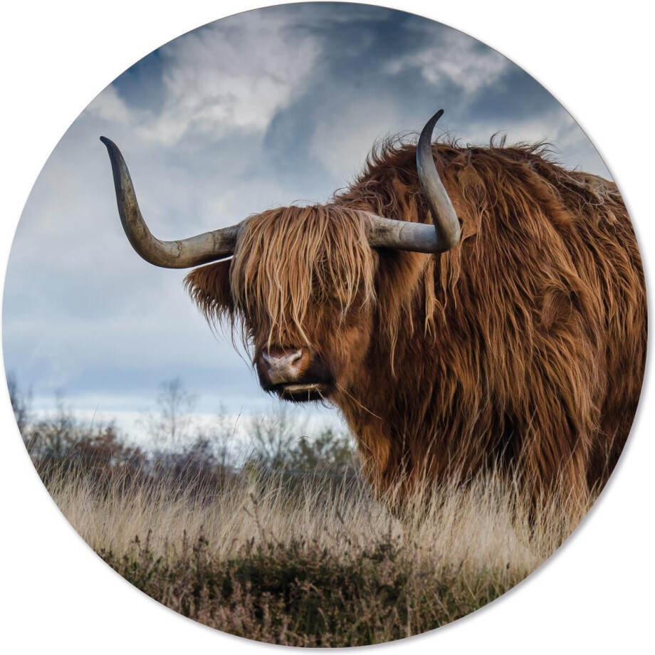 Label2X - Schilderij - Buffel Ø Aanbevolen - Multicolor - 40 X 40 Cm afbeelding 1