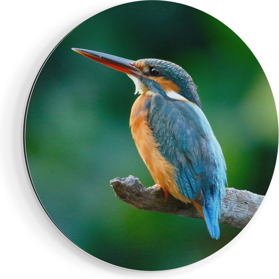 Artaza Dibond Muurcirkel Blauw Oranje IJsvogel Op Een Tak - Ø 60 cm - Wandcirkel - Rond Schilderij - Voor Binnen en Buiten afbeelding 1