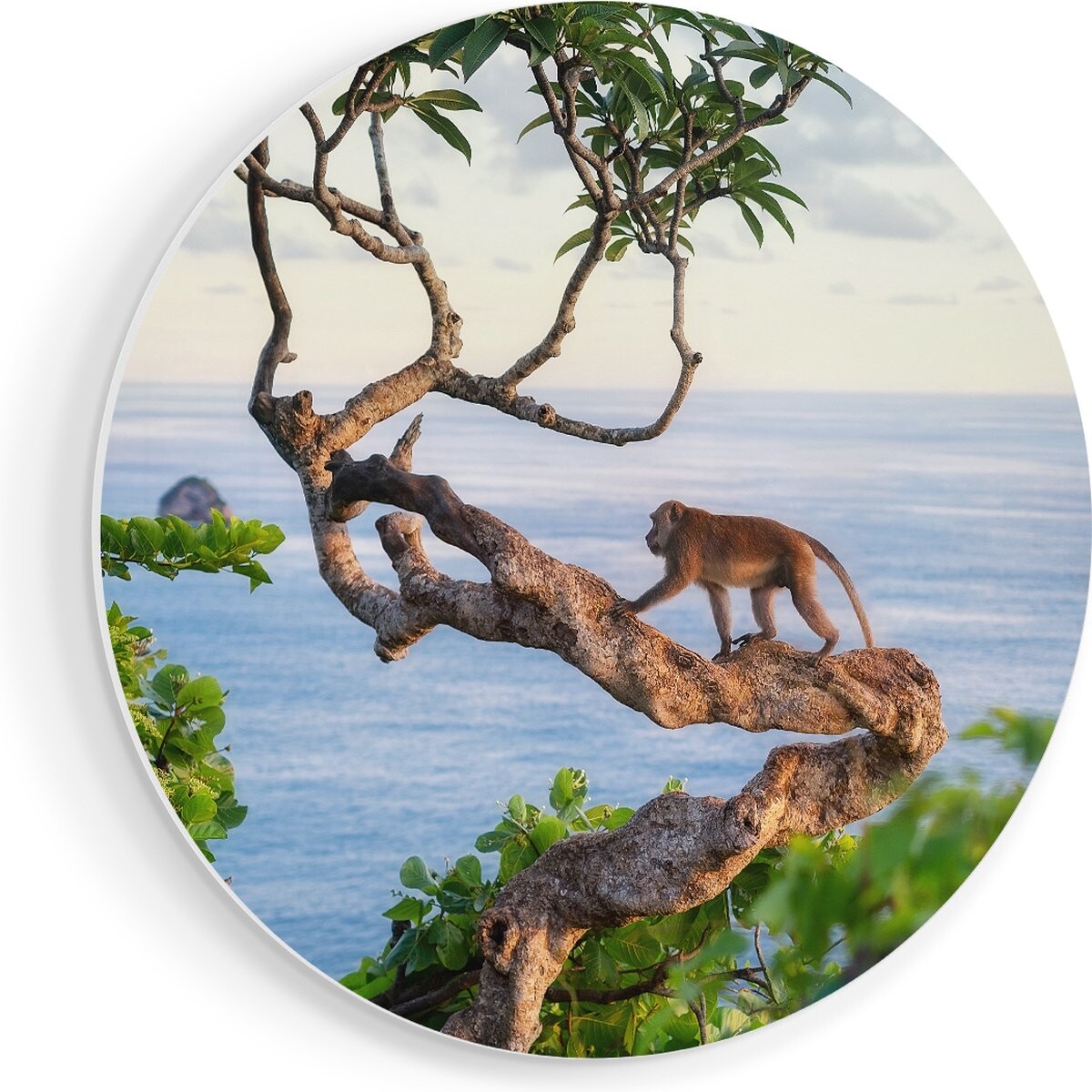 Artaza Forex Muurcirkel Aap Klimt In Een Boom Aan Het Water - 40x40 cm - Klein - Wandcirkel - Rond Schilderij - Wanddecoratie Cirkel afbeelding 1