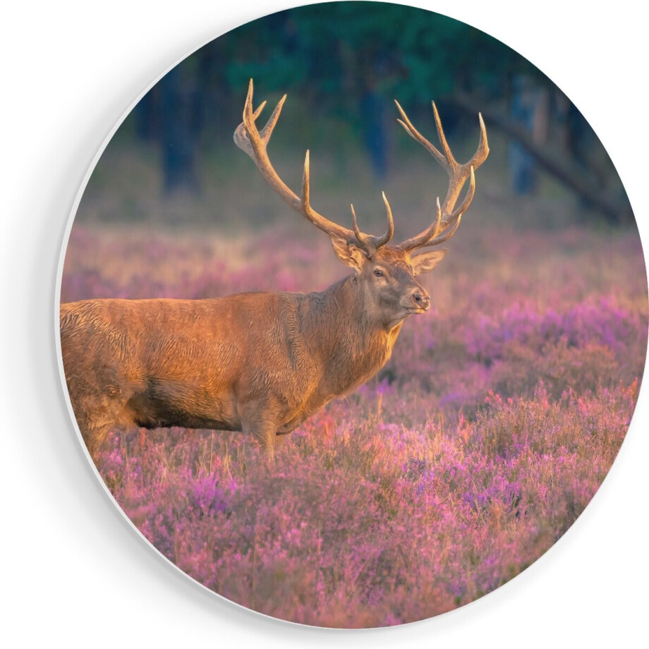 Artaza Forex Muurcirkel Hert In De Weide Tijdens Zonsondergang - 70x70 cm - Wandcirkel - Rond Schilderij - Wanddecoratie Cirkel - Muurdecoratie Artaza Forex Muurcirkel Hert In De Weide Tijdens Zonsondergang - 70x70 cm - Wandcirkel - Rond Schilderij - Wanddecoratie Cirkel - Muurdecoratie afbeelding 1