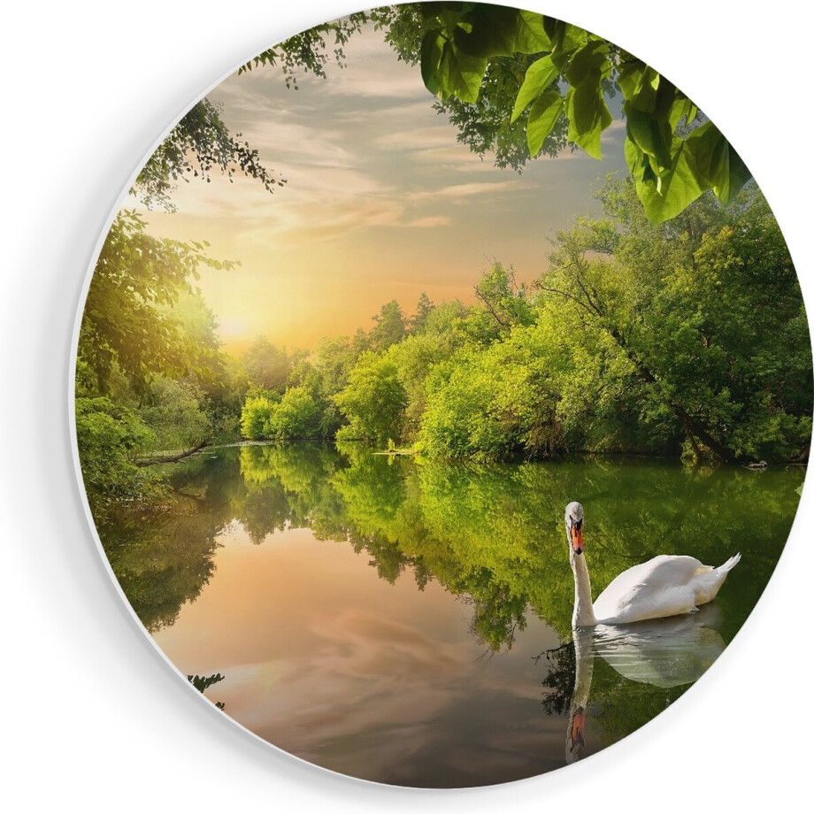 Artaza Forex Muurcirkel Zwaan op het Water in het Bos - 80x80 cm - Groot - Wandcirkel - Rond Schilderij - Wanddecoratie Cirkel afbeelding 1