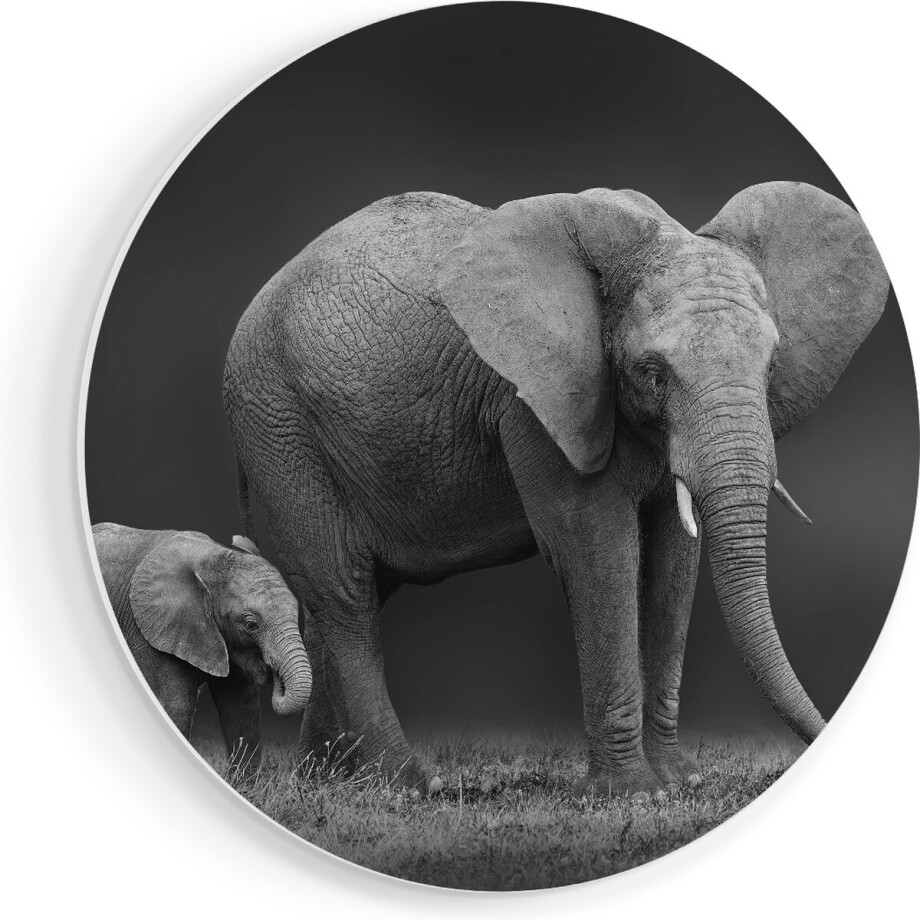 Artaza Forex Muurcirkel Olifant Moeder En Zoon - Zwart Wit - 40x40 cm - Klein - Wandcirkel - Rond Schilderij - Wanddecoratie Cirkel Artaza Forex Muurcirkel Olifant Moeder En Zoon - Zwart Wit - 40x40 cm - Klein - Wandcirkel - Rond Schilderij - Wanddecoratie Cirkel afbeelding 1