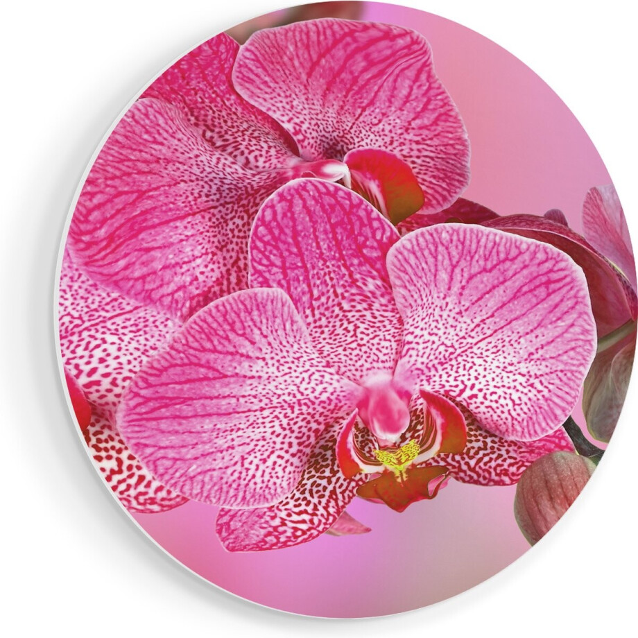 Artaza Forex Muurcirkel Roze Orchidee Bloemen - 70x70 cm - Wandcirkel - Rond Schilderij - Wanddecoratie Cirkel - Muurdecoratie afbeelding 1