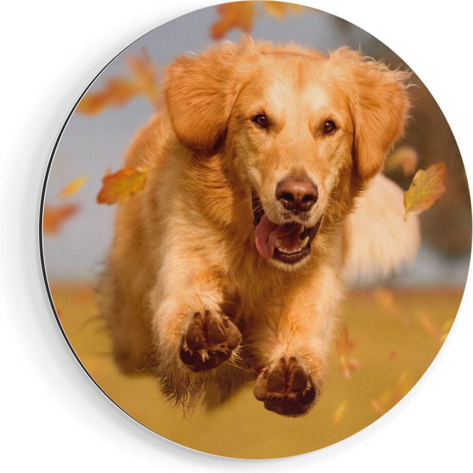 Artaza Dibond Muurcirkel Golden Retriever Hond In De Herfst Bladeren - Ø 90 cm - Groot - Wandcirkel - Rond Schilderij - Voor Binnen en Buiten Artaza Dibond Muurcirkel Golden Retriever Hond In De Herfst Bladeren - Ø 90 cm - Groot - Wandcirkel - Rond Schilderij - Voor Binnen en Buiten afbeelding 1