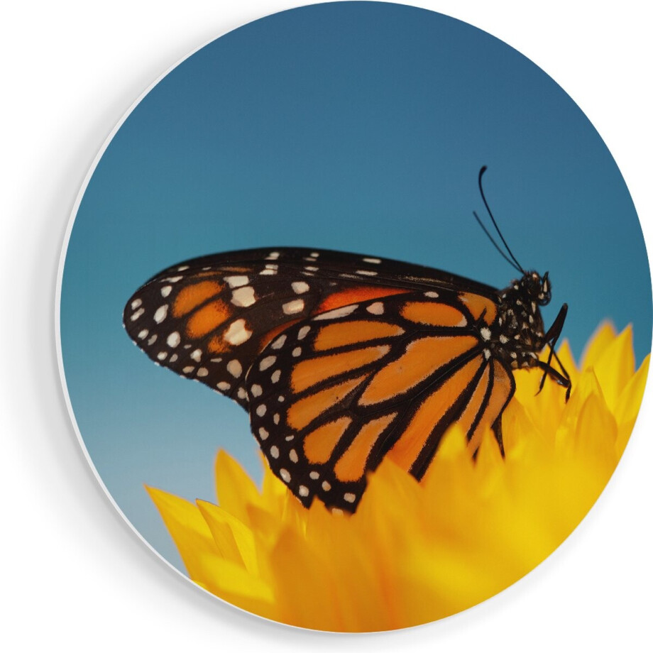 Artaza Forex Muurcirkel Oranje Vlinder Bij Een Zonnebloem - 70x70 cm - Wandcirkel - Rond Schilderij - Wanddecoratie Cirkel - Muurdecoratie Artaza Forex Muurcirkel Oranje Vlinder Bij Een Zonnebloem - 70x70 cm - Wandcirkel - Rond Schilderij - Wanddecoratie Cirkel - Muurdecoratie afbeelding 1