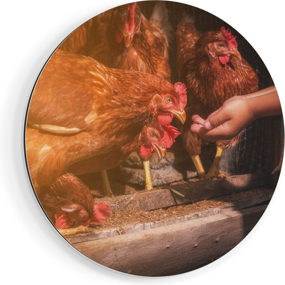 Artaza Dibond Muurcirkel Kippen Krijgen te Eten - Ø 80 cm - Groot - Wandcirkel - Rond Schilderij - Voor Binnen en Buiten afbeelding 1
