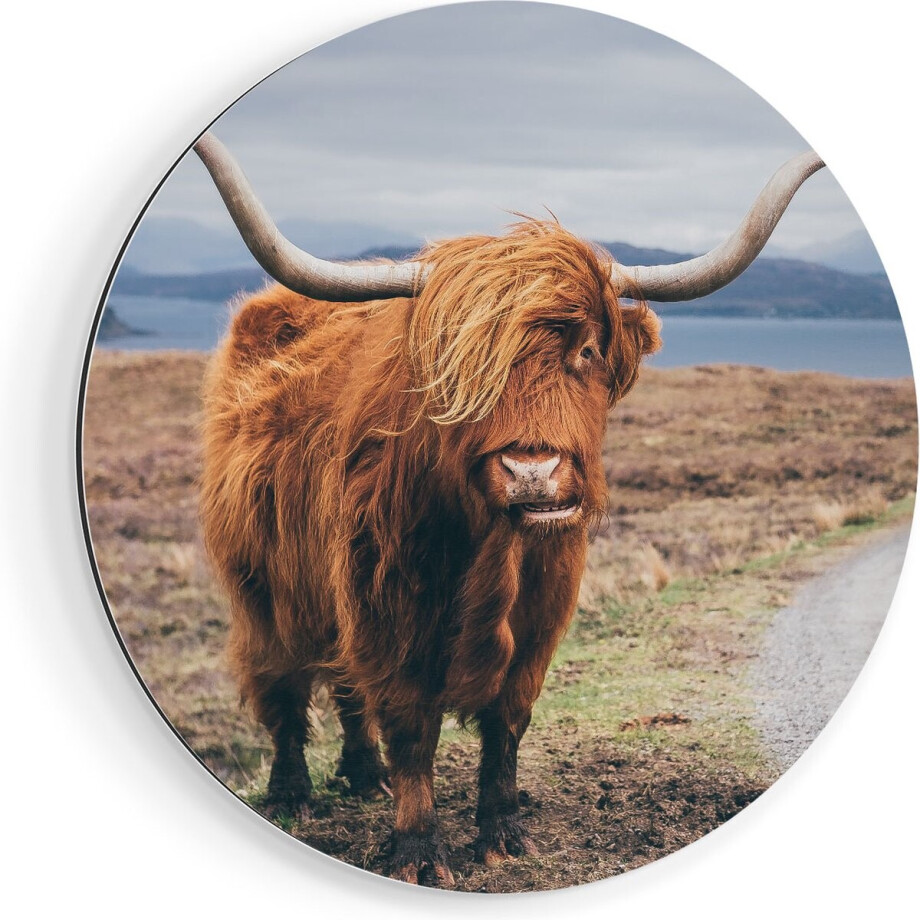 Artaza Dibond Muurcirkel Schotse Hooglander Koe Op De Weg - Ø 40 cm - Klein - Wandcirkel - Rond Schilderij - Voor Binnen en Buiten Artaza Dibond Muurcirkel Schotse Hooglander Koe Op De Weg - Ø 40 cm - Klein - Wandcirkel - Rond Schilderij - Voor Binnen en Buiten afbeelding 1