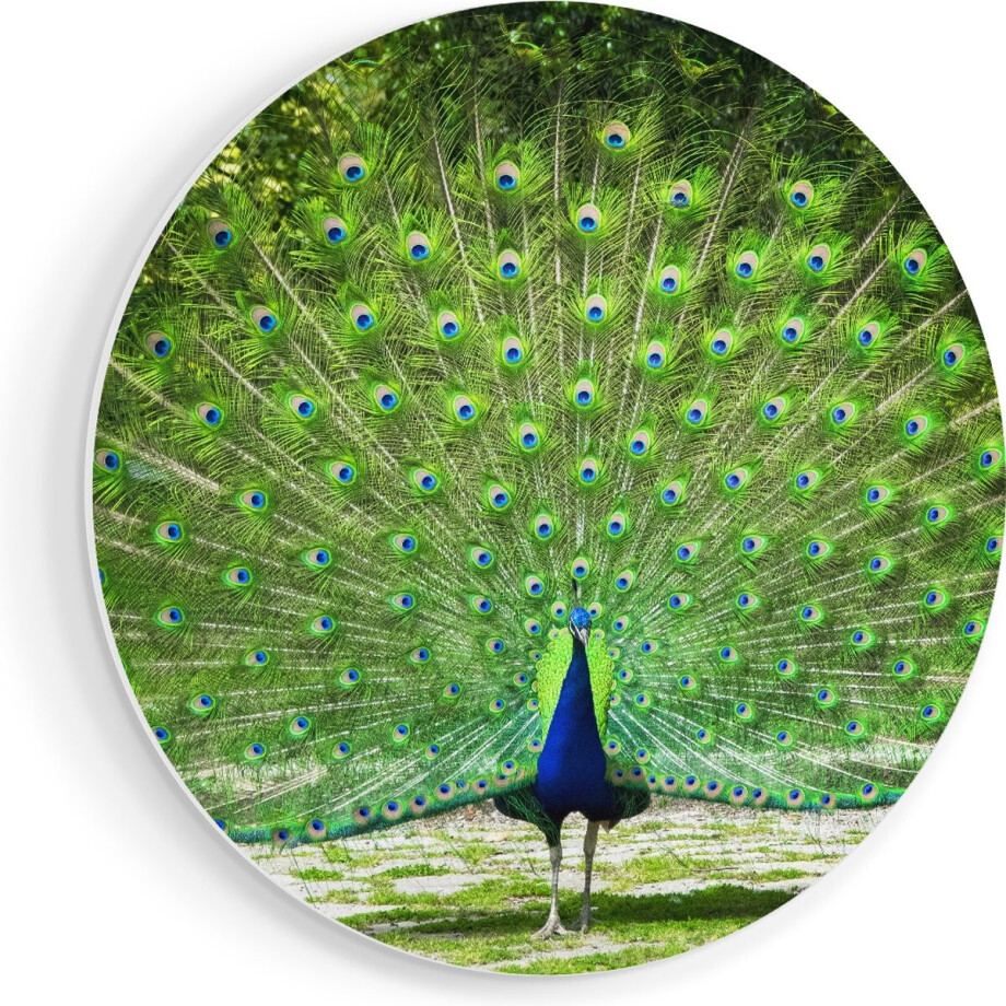Artaza Forex Muurcirkel Pauw Met Grote Kleurrijke Veren - 70x70 cm - Wandcirkel - Rond Schilderij - Wanddecoratie Cirkel - Muurdecoratie Artaza Forex Muurcirkel Pauw Met Grote Kleurrijke Veren - 70x70 cm - Wandcirkel - Rond Schilderij - Wanddecoratie Cirkel - Muurdecoratie afbeelding 1