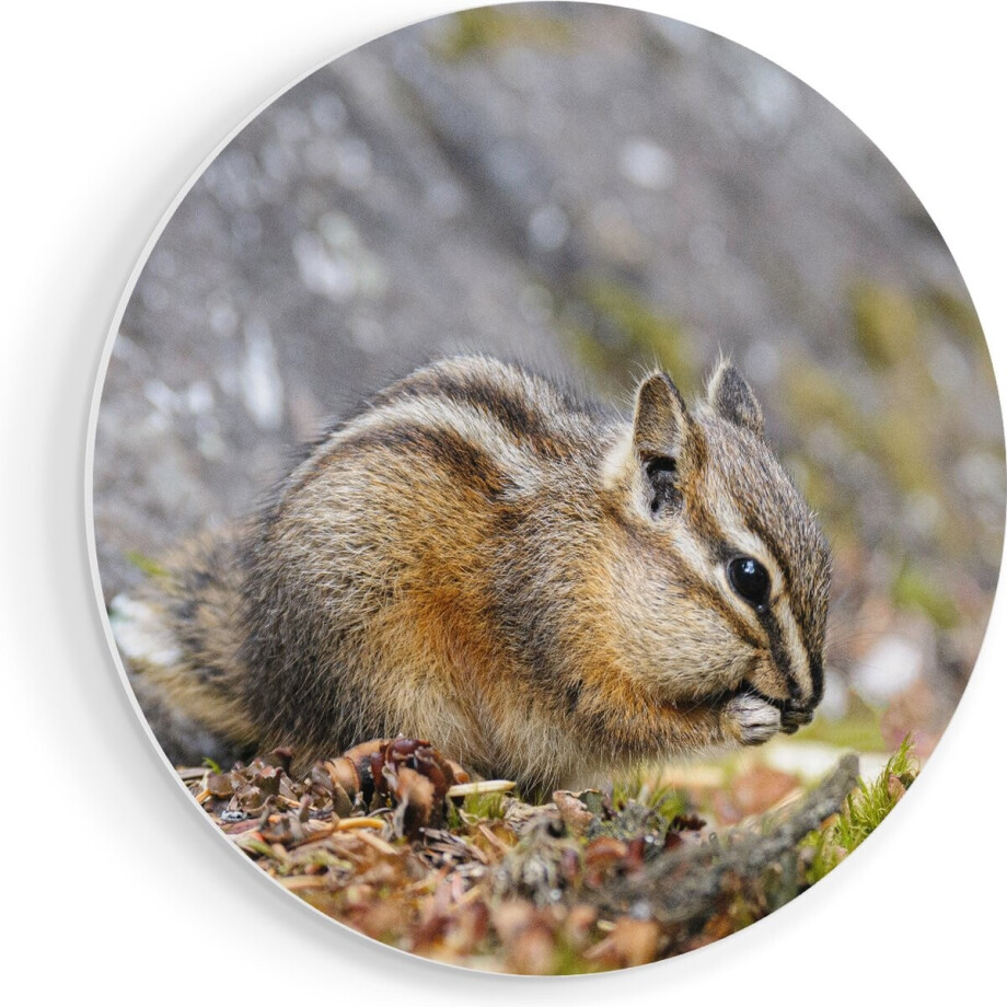 Artaza Forex Muurcirkel Eekhoorn op het Gras tussen de Bladeren - 40x40 cm - Klein - Wandcirkel - Rond Schilderij - Wanddecoratie Cirkel afbeelding 1