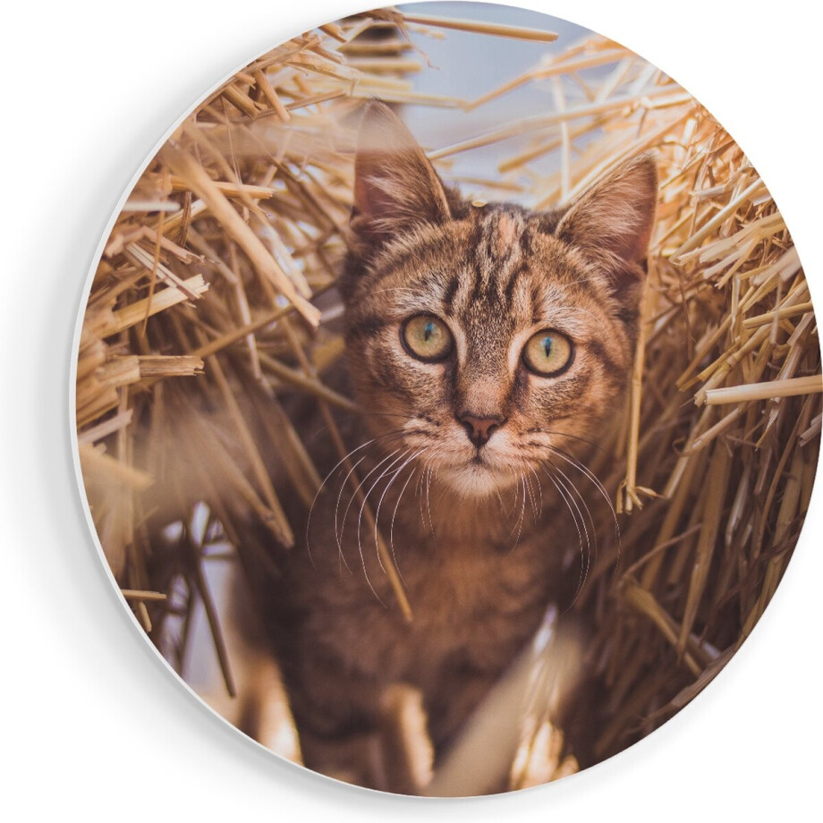 Artaza Forex Muurcirkel Kat Tussen De Stro Balen - 50x50 cm - Klein - Wandcirkel - Rond Schilderij - Muurdecoratie Cirkel Artaza Forex Muurcirkel Kat Tussen De Stro Balen - 50x50 cm - Klein - Wandcirkel - Rond Schilderij - Muurdecoratie Cirkel afbeelding 1