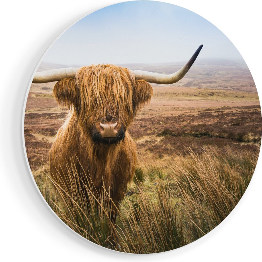 Artaza Forex Muurcirkel Schotse Hooglander Koe In Het Veld - 50x50 cm - Klein - Wandcirkel - Rond Schilderij - Muurdecoratie Cirkel afbeelding 1