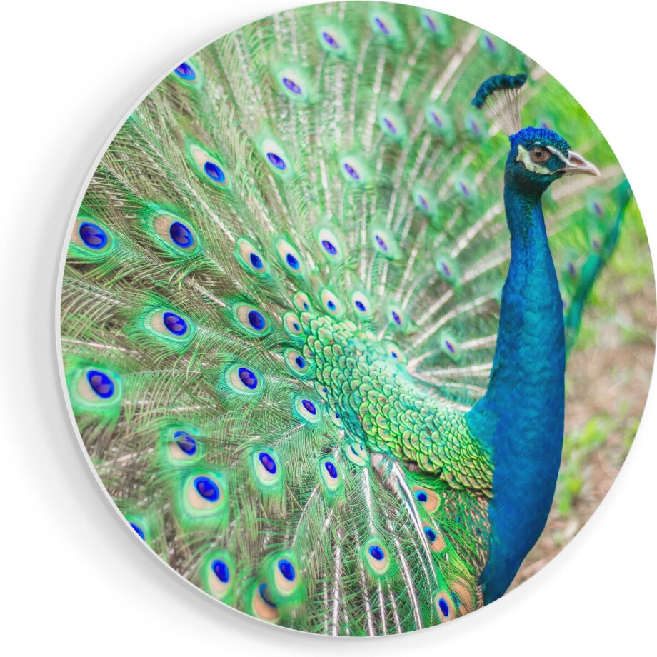 Artaza Forex Muurcirkel Pauw Met Kleurrijke Veren - 40x40 cm - Klein - Wandcirkel - Rond Schilderij - Wanddecoratie Cirkel Artaza Forex Muurcirkel Pauw Met Kleurrijke Veren - 40x40 cm - Klein - Wandcirkel - Rond Schilderij - Wanddecoratie Cirkel afbeelding 1