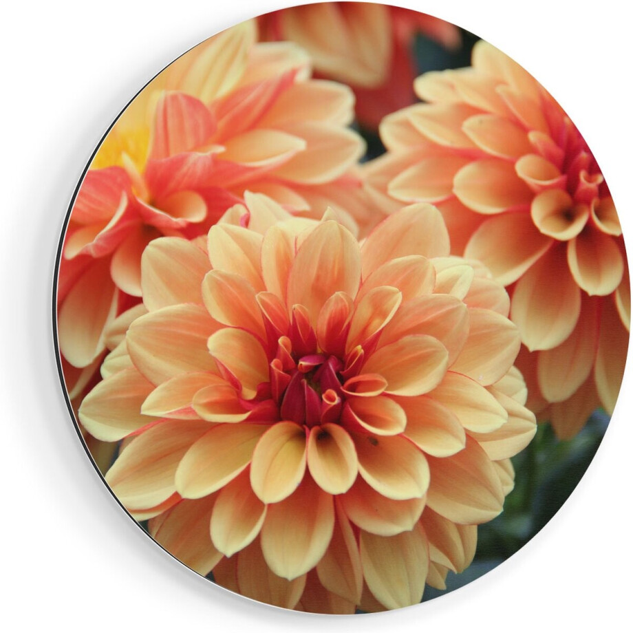 Artaza Dibond Muurcirkel Oranje Dahlia Bloemen  - Ø 90 cm - Groot - Wandcirkel - Rond Schilderij - Voor Binnen en Buiten afbeelding 1