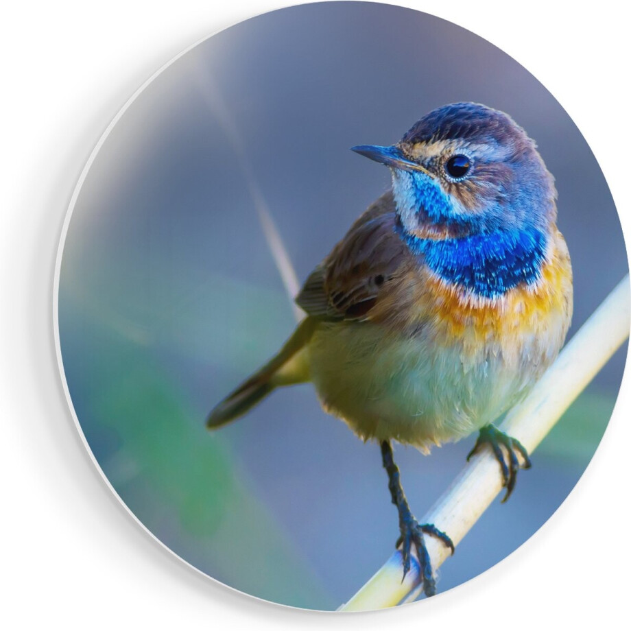 Artaza Forex Muurcirkel Kleurrijke Blauwborst Vogel Op Een Tak - 80x80 cm - Groot - Wandcirkel - Rond Schilderij - Wanddecoratie Cirkel Artaza Forex Muurcirkel Kleurrijke Blauwborst Vogel Op Een Tak - 80x80 cm - Groot - Wandcirkel - Rond Schilderij - Wanddecoratie Cirkel afbeelding 1