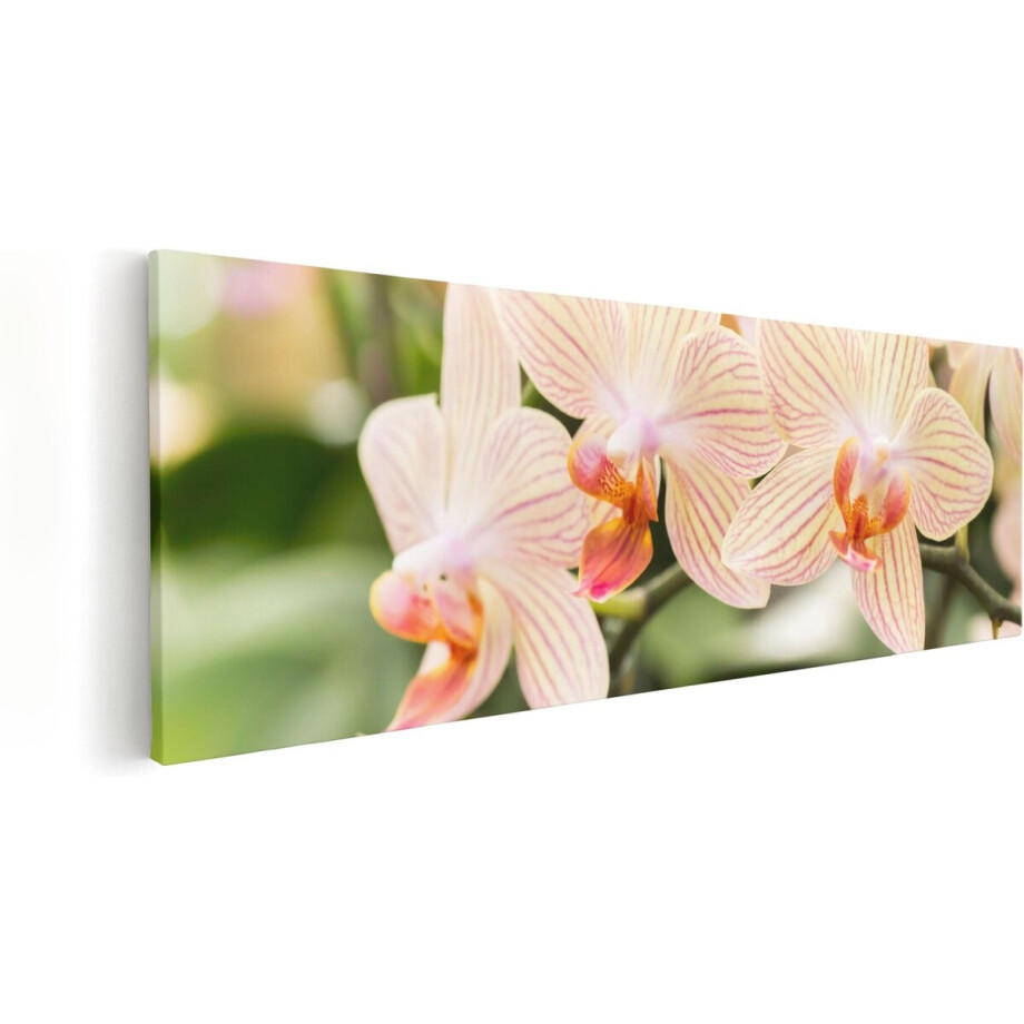 Artaza Canvas Schilderij Gestreepte Witte Orchidee Bloemen - 60x20 - Foto Op Canvas - Canvas Print afbeelding 1