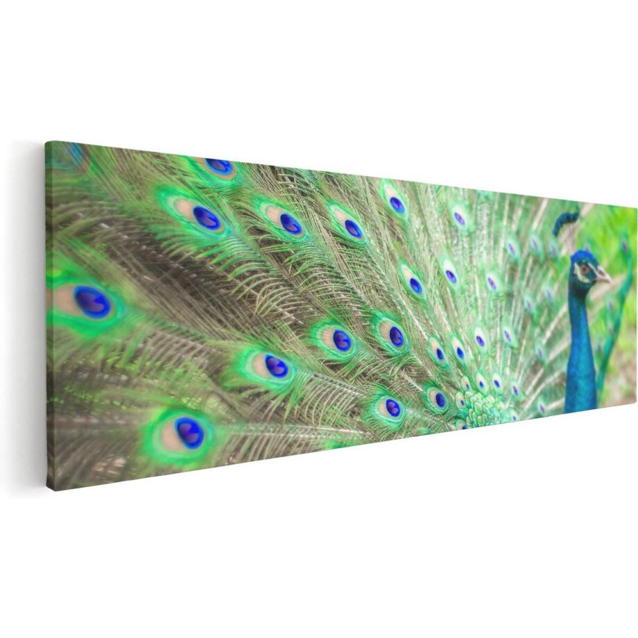 Artaza Canvas Schilderij Pauw Met Kleurrijke Veren  - 60x20 - Foto Op Canvas - Canvas Print afbeelding 1