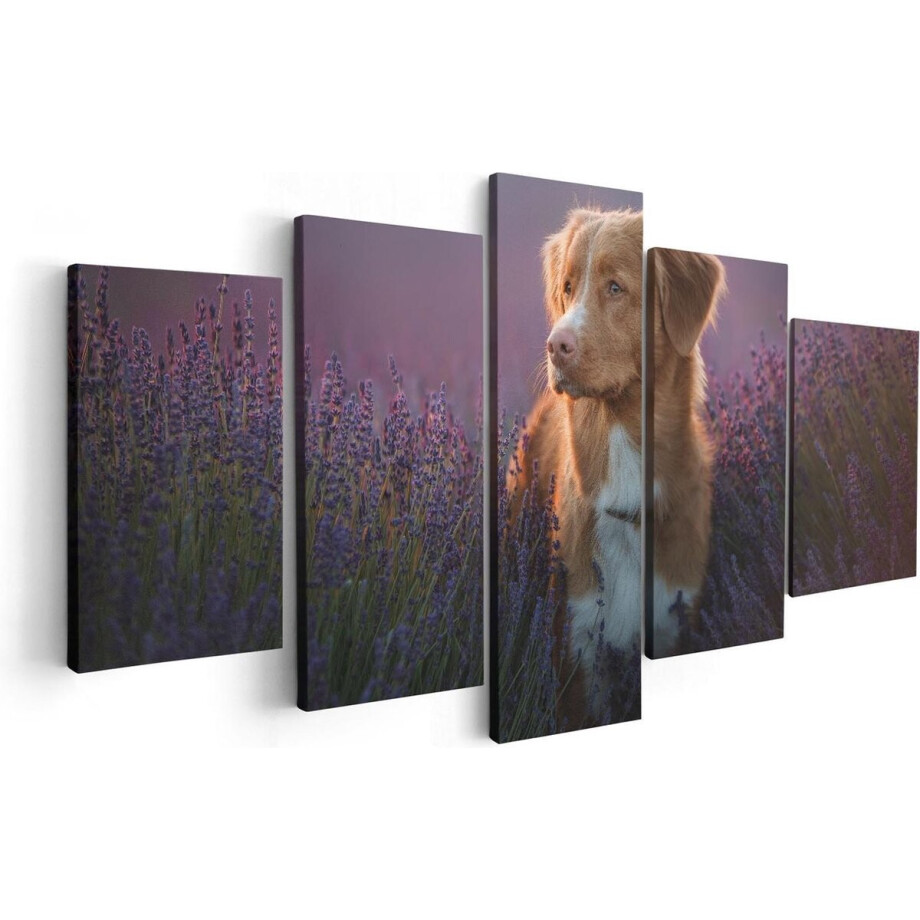Artaza Canvas Schilderij Vijfluik Retriever Hond Tussen De Lavendel Bloemen - 100x50 - Foto Op Canvas - Canvas Print Artaza Canvas Schilderij Vijfluik Retriever Hond Tussen De Lavendel Bloemen - 100x50 - Foto Op Canvas - Canvas Print afbeelding 1